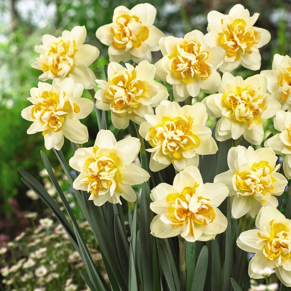 Thompson and Morgan Daffodil Peach Cobbler Planting Bulb 32 Pack Image 2