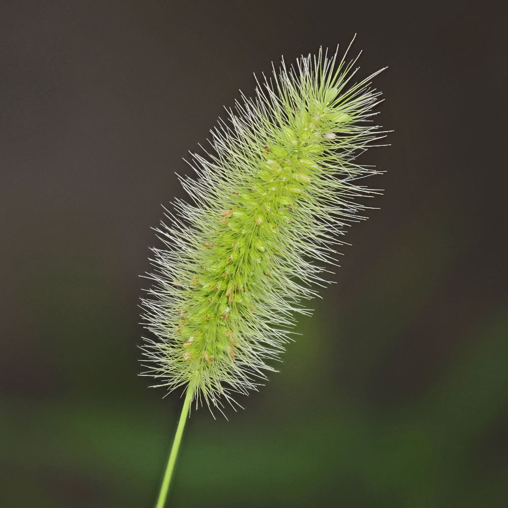 Thompson and Morgan Blond Setaria Viridis Caramel Grass Seed Packet Image 2