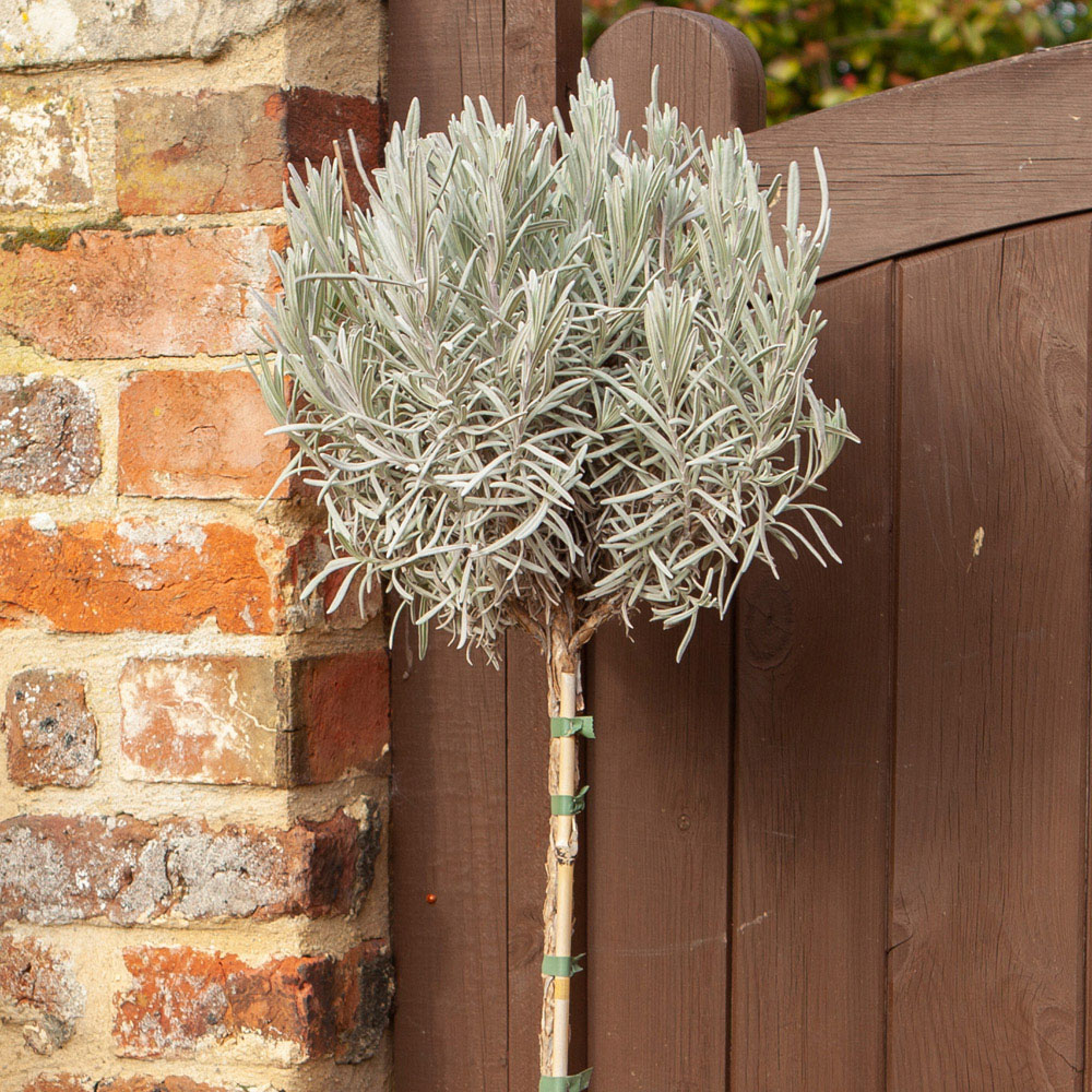 YouGarden Standard Lavender Munstead Plant Pot Image 3