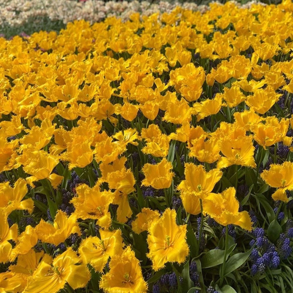 Thompson and Morgan Tulip Golden State Yellow Planting Bulb 16 Pack Image 3