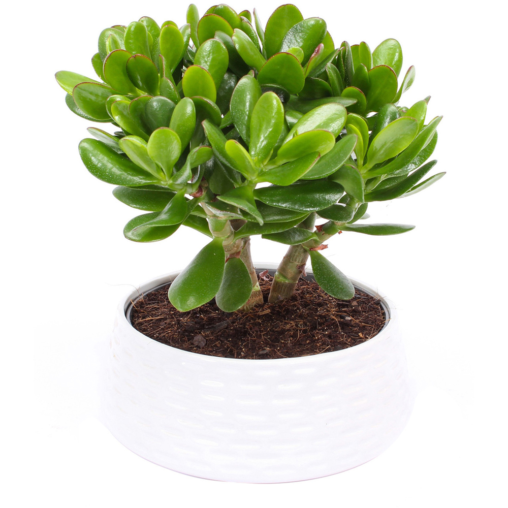 Special Houseplant in Pot Image