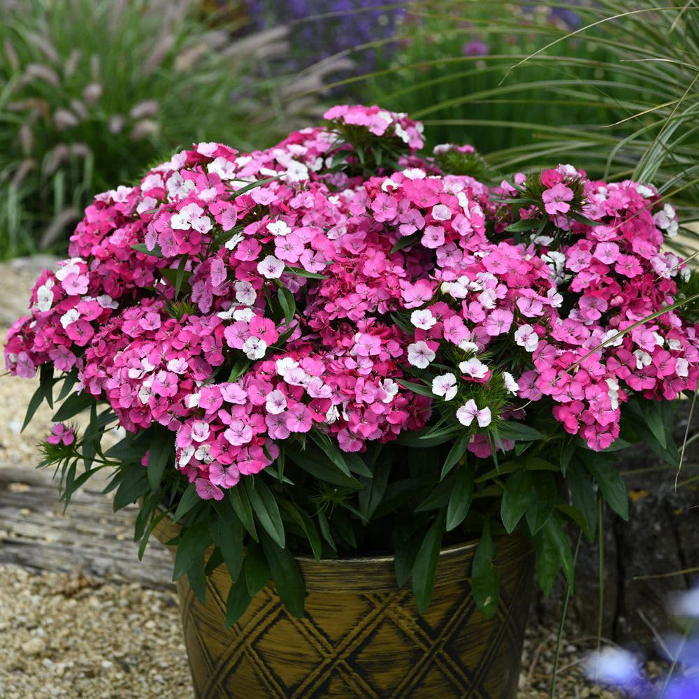 Thompson and Morgan Dianthus Dart Pink Magician Plug Plant 12 Pack Image 2