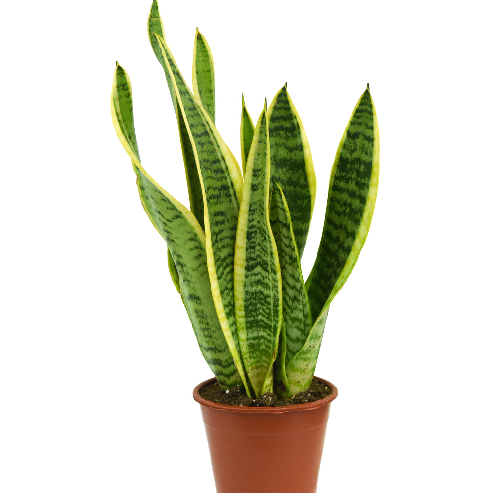 Thompson & Morgan Sansevieria Trifasciata Var. Laurentii Potted Plant 12cm 2 Pack Image 2