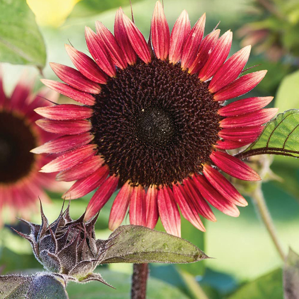 Thompson and Morgan Helianthus Annus Sunflower Ms Mars Seeds Image 2