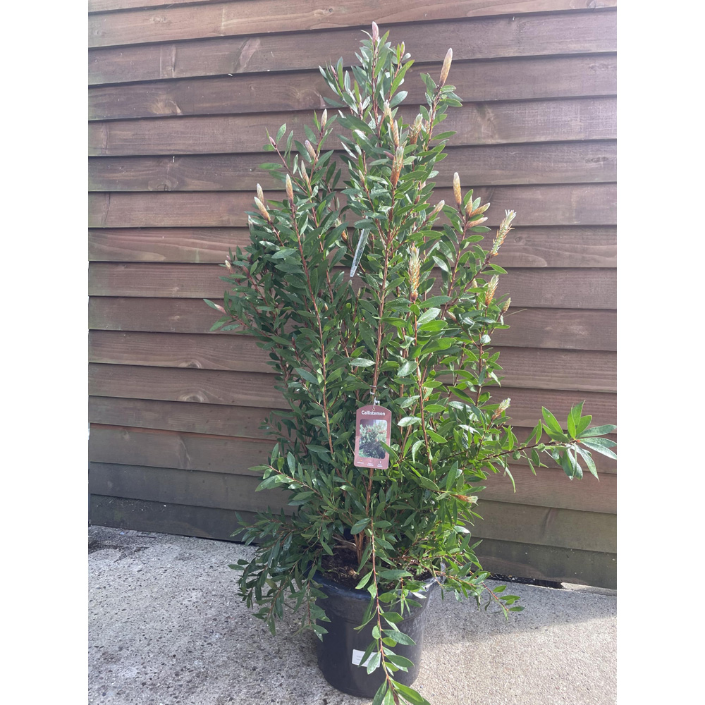 Thompson and Morgan Callistemon Laevis Plant Pot 15L Image 3