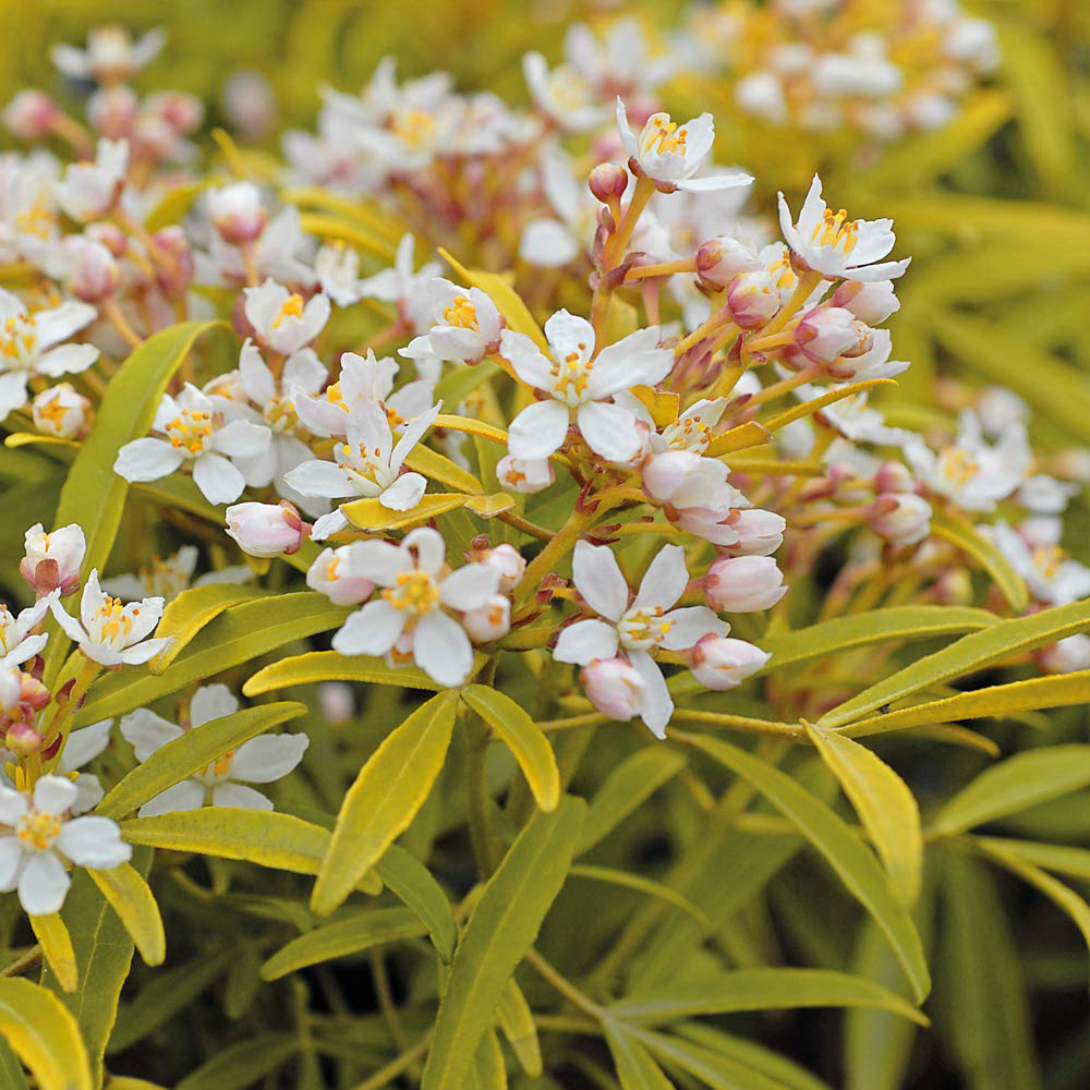 Thompson and Morgan Choisya Sundance Plant Pot 3L 2 Pack Image 4