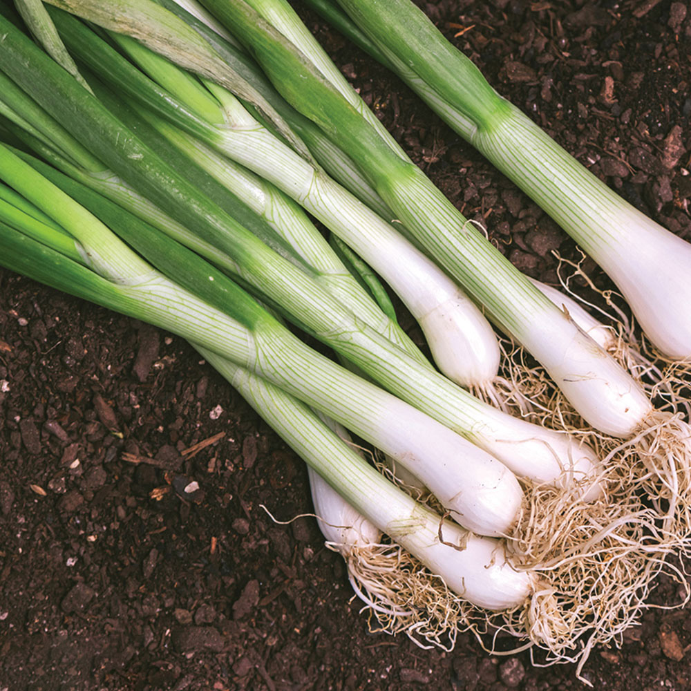 Thompson and Morgan Onion Performer Seeds Image 1