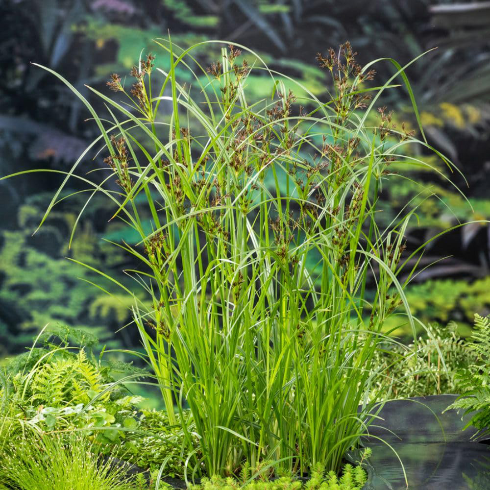 Thompson and Morgan Cyperus Longus Plant Pot 9cm 2 Pack Image 3