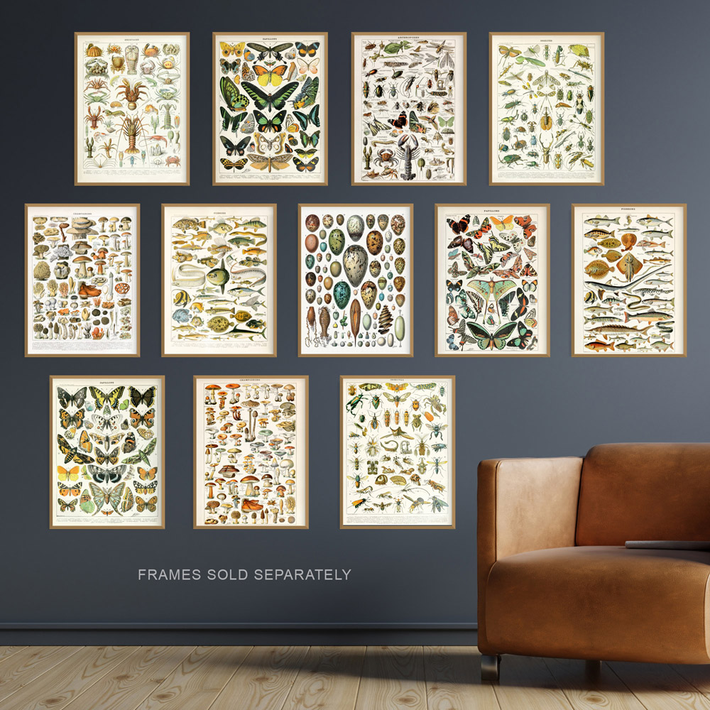 Artery8 Vintage Millot Encyclopaedia Mushrooms Butterflies Beetles Wall Art Print 30 x 41cm 12 Pack Image 2