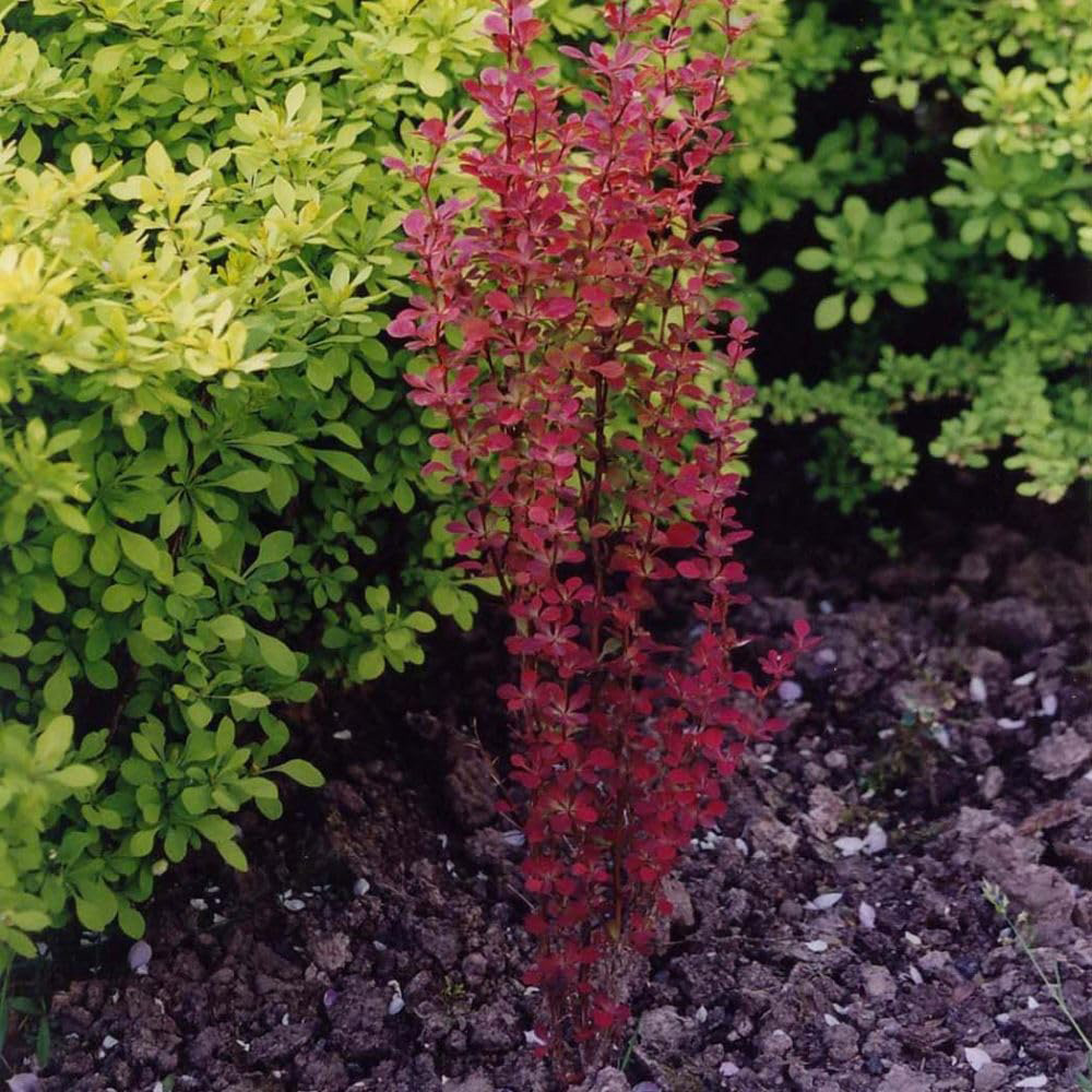 Thompson & Morgan Berberis Thunbergii Orange Rocket 7.5L Image 2