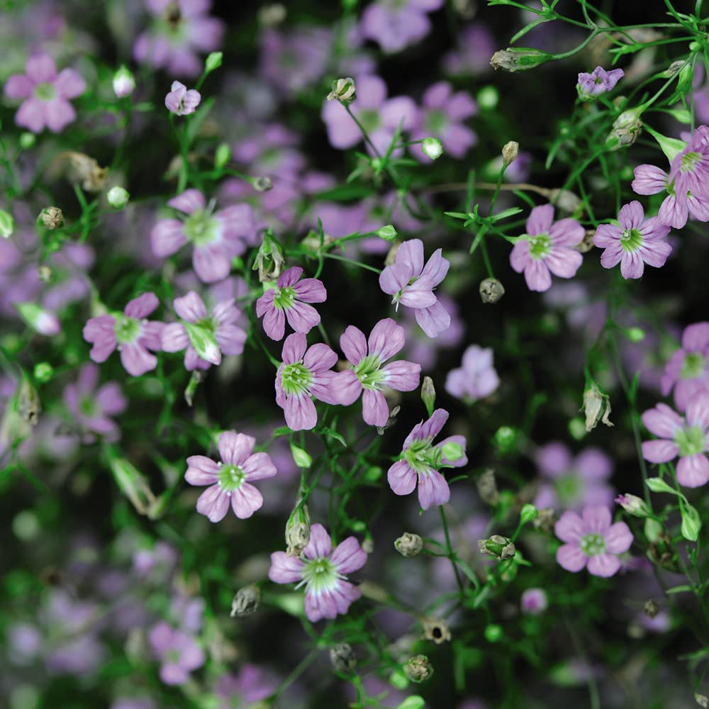 Thompson & Morgan Gypsophila Rosea Bare Root 6 Pack Image 1