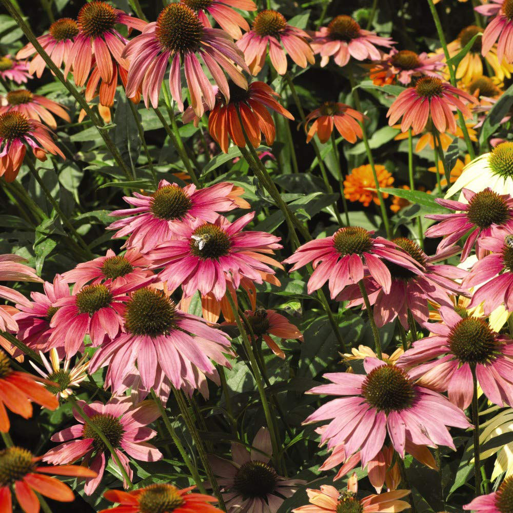 Thompson and Morgan Echinacea Primadonna Mixed Pow Wow Garden Ready Plant 15 Pack Image 2