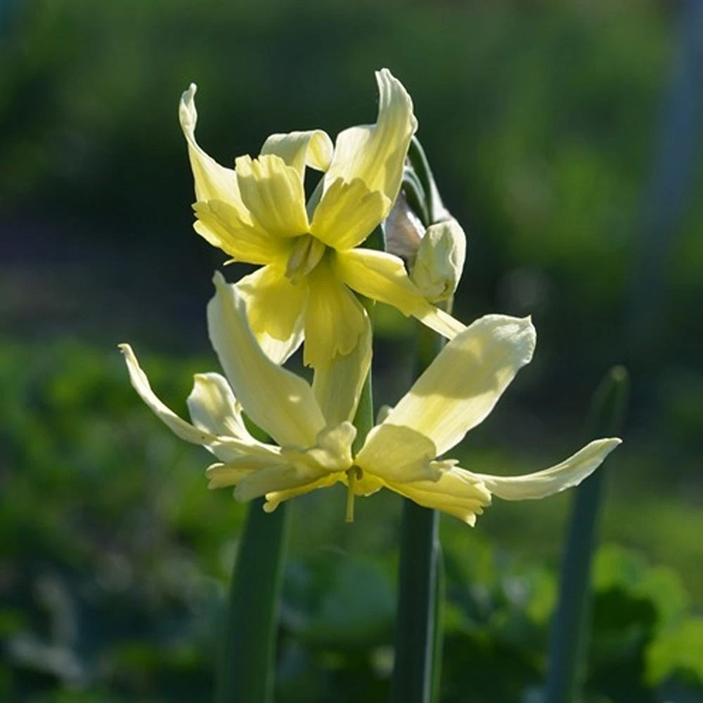 Thompson and Morgan Narcissus Exotic Mystery Lime Yellow Planting Bulb 20 Pack Image 2
