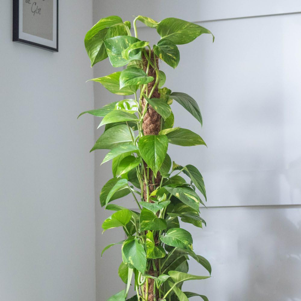 Thompson and Morgan Epipremnum Scindapsus Aureum Mosspole Plant Pot 19cm Image 2