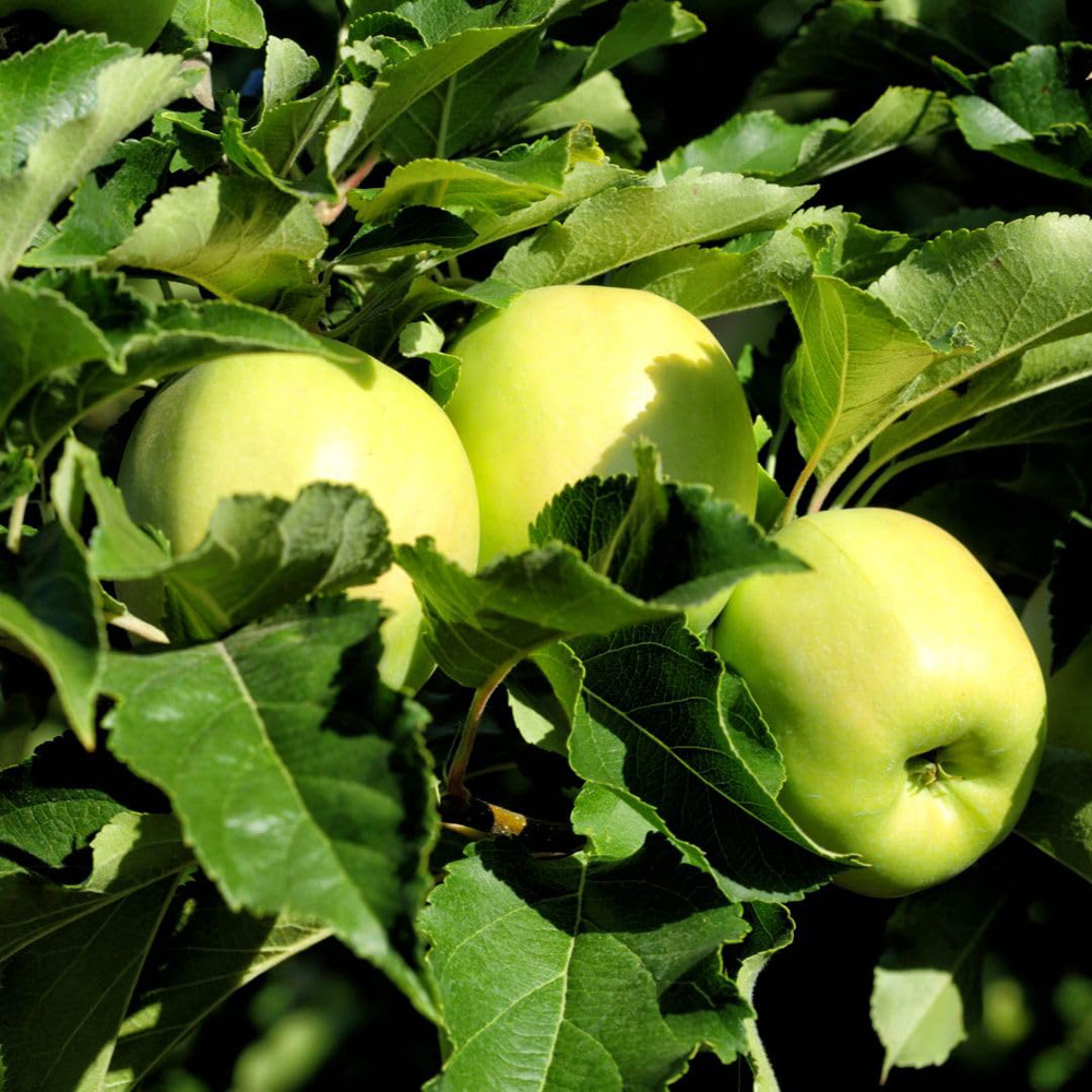 Thompson and Morgan Apple Malus Golden Delicious MM106 Rootstock Plant Pot 12L 2 Pack Image 3