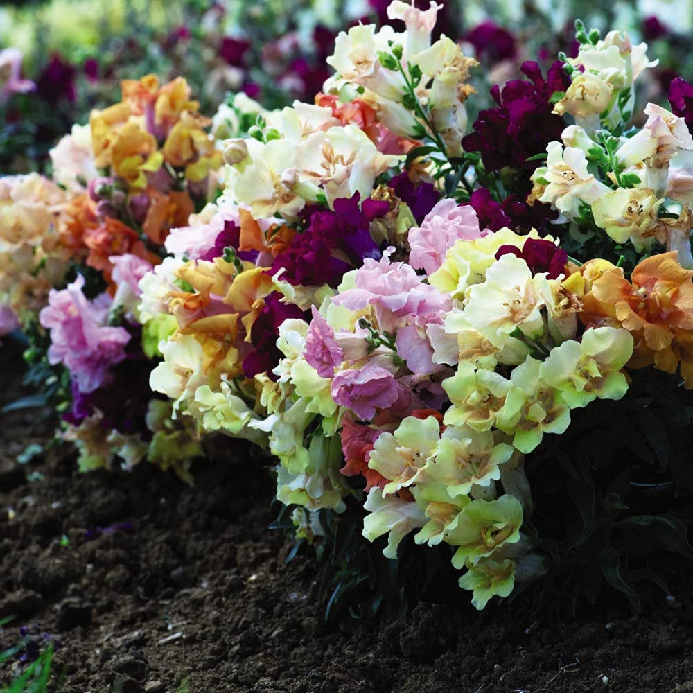 Thompson and Morgan Antirrhinum Mini Butterflies Garden Ready Plant 15 Pack Image 4