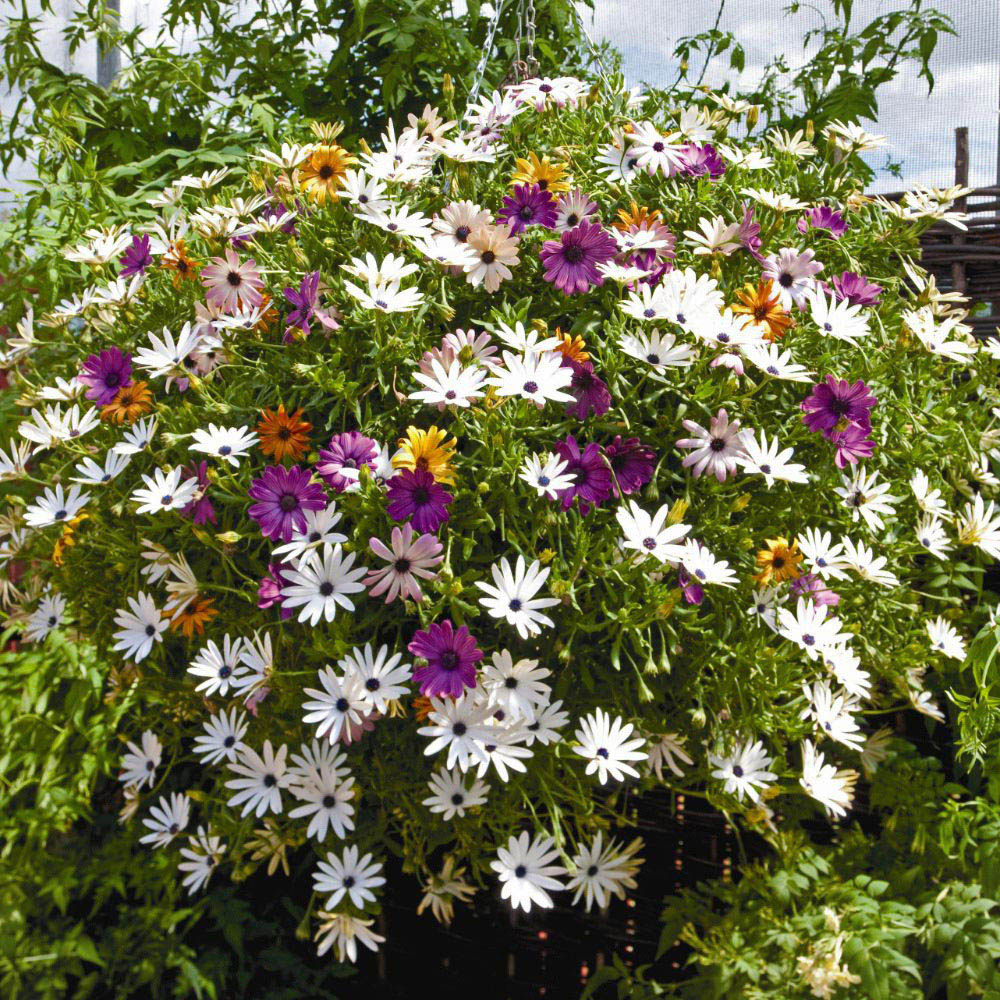 Thompson and Morgan Trailing Daisy Osteo Falling Stars 20 Postiplugs Image 2