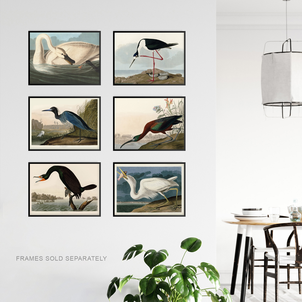 Artery8 Vintage Audubon Heron Ibis Cormorant Wall Art Print 30 x 41cm 6 Pack Image 3