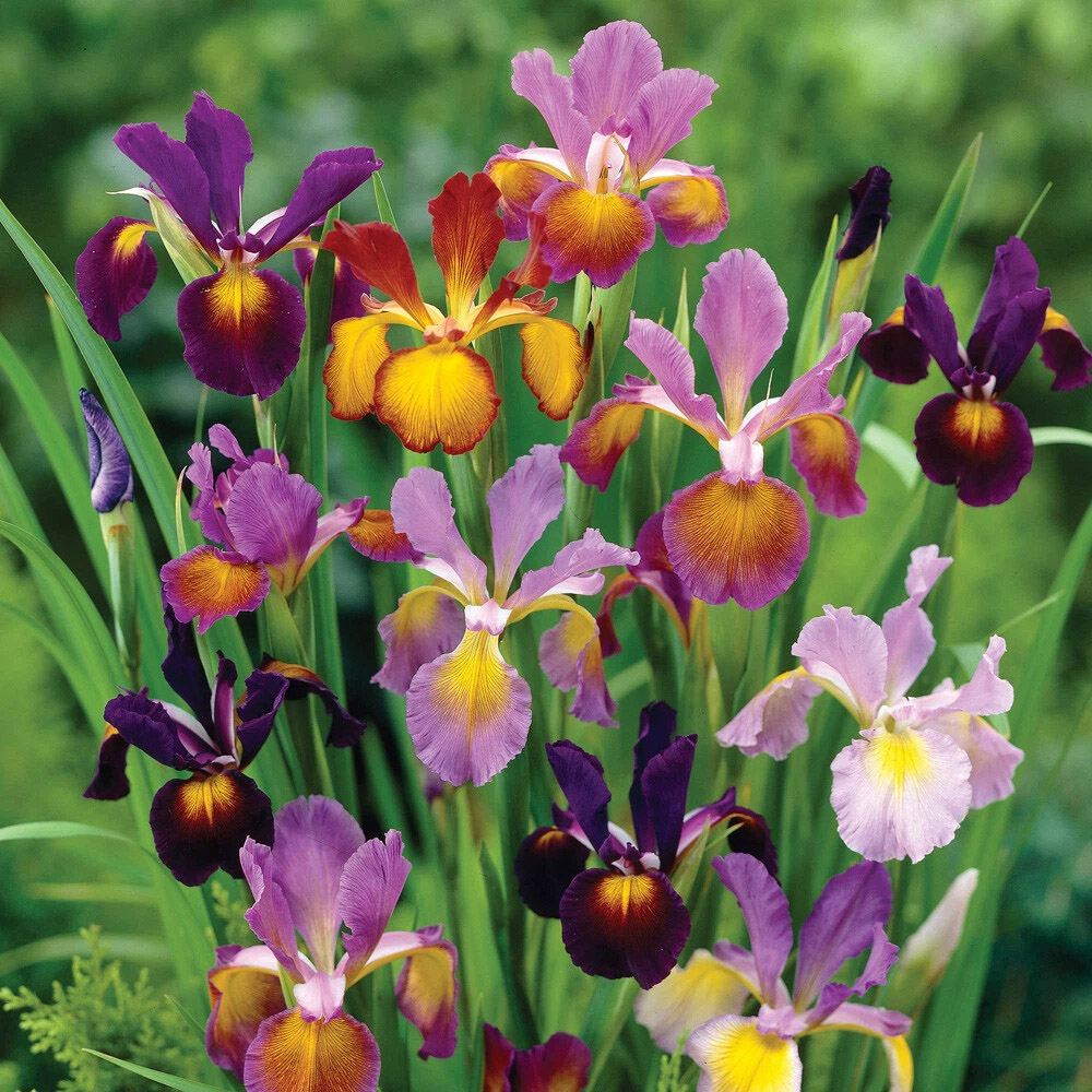 Thompson and Morgan Iris Metallic Mixture Autumn Planting Bulb 80 Pack Image 2