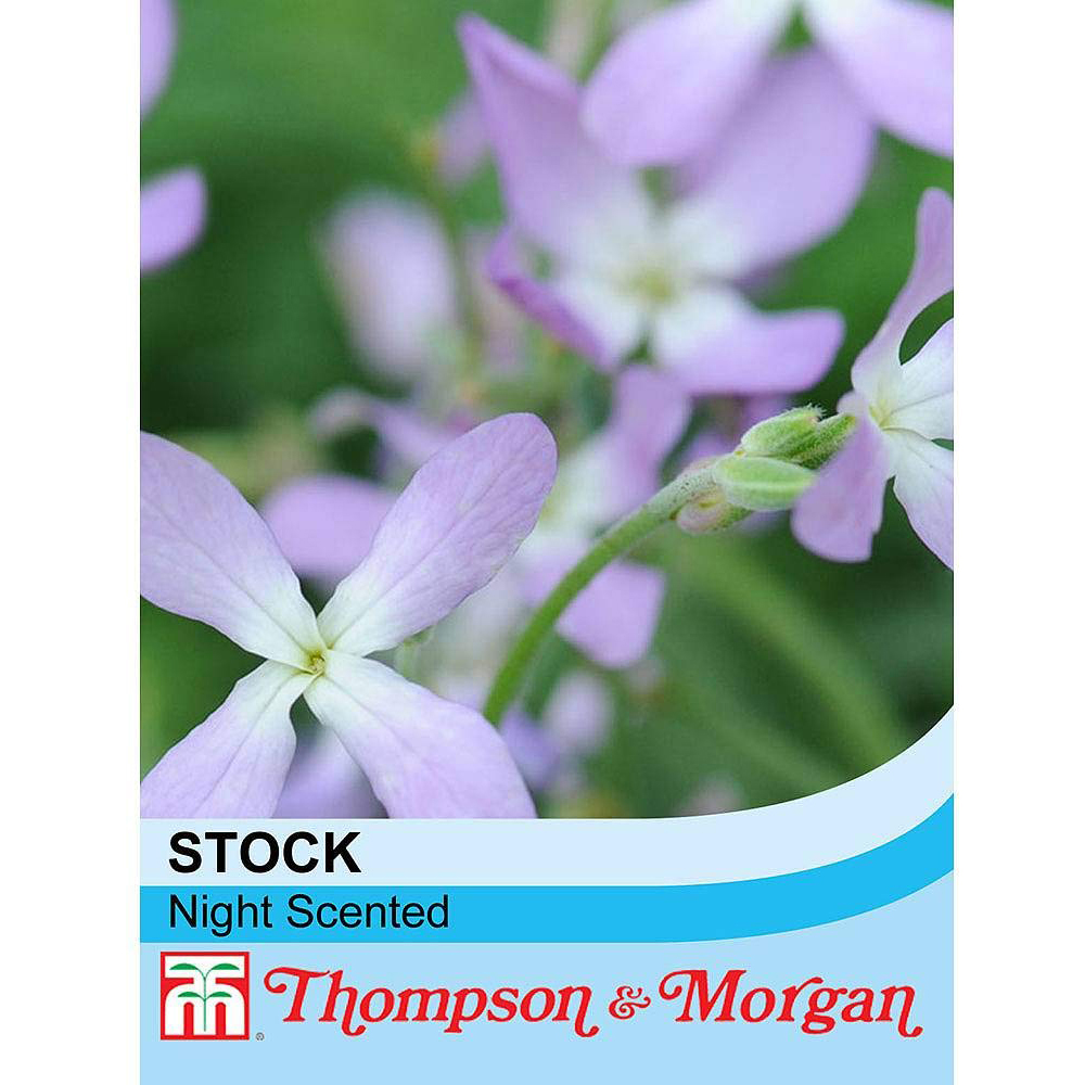 Thompson & Morgan Stock Night Scented Seeds Image 3