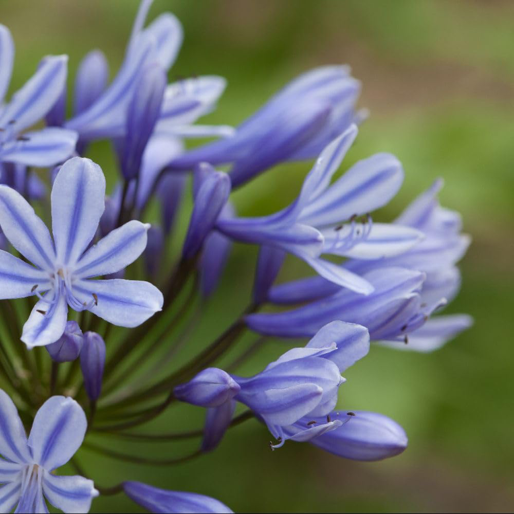 Thompson and Morgan Agapanthus Sweet Surprise Plant Pot 9cm 3 Pack Image 2