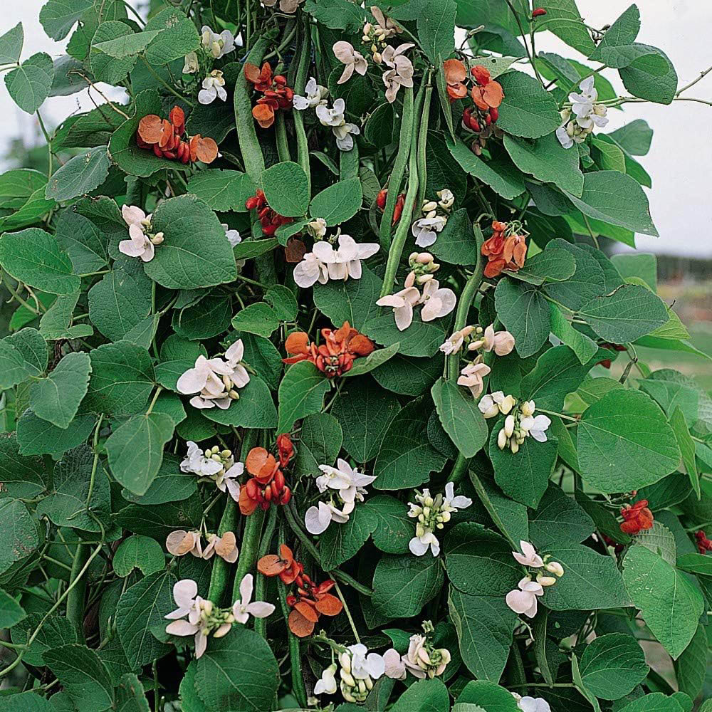 Thompson & Morgan Runner Bean Summer Flowered Mixed 30 Seeds Packet Image