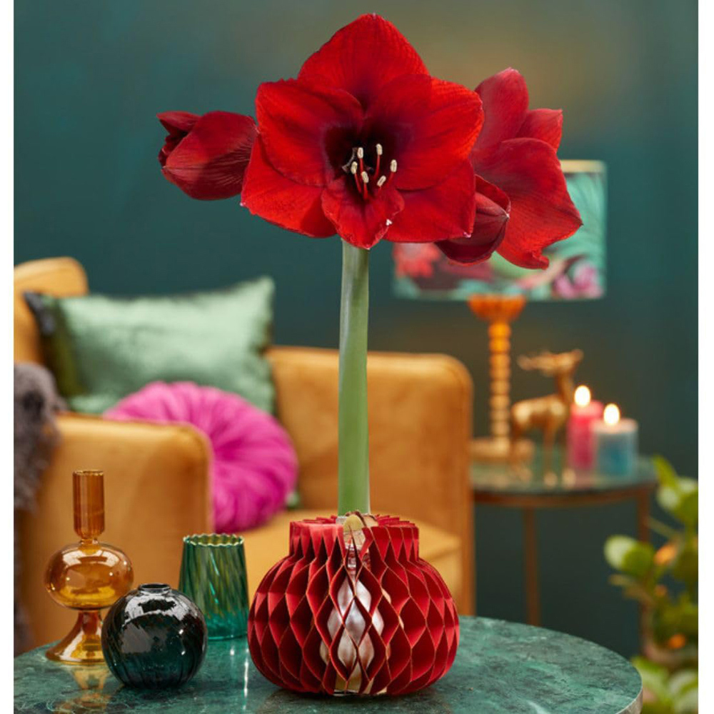 Thompson and Morgan Red Amaryllis Jolie Planting Bulb in Mix Sleeve 3 Pack Image 7
