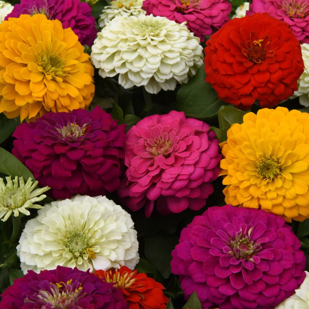 Thompson and Morgan Zinnia Zesty Garden Ready Plant 30 Pack Image 1