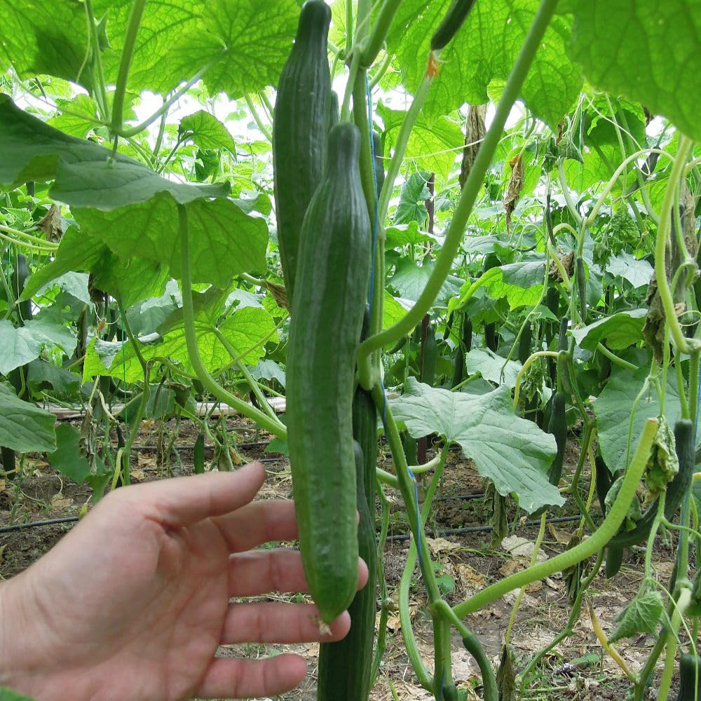Thompson and Morgan Cucumber Vista F1 Seeds Image 2