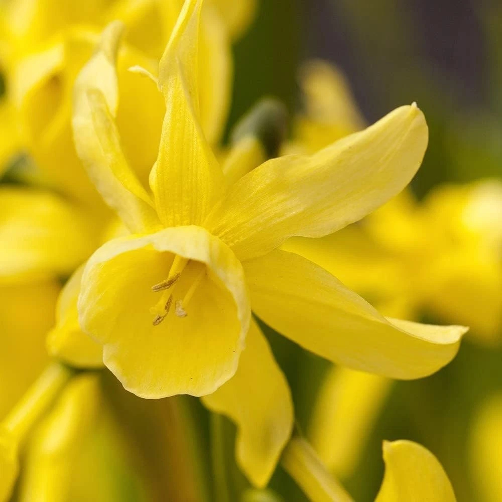 Thompson and Morgan Daffodil Hawera Planting Bulb 16 Pack Image 3