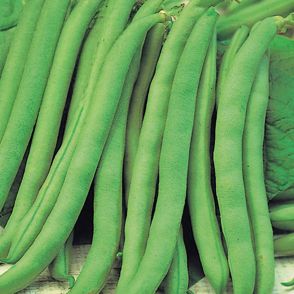 Dwarf French Bean Tendergreen Seeds Image 1