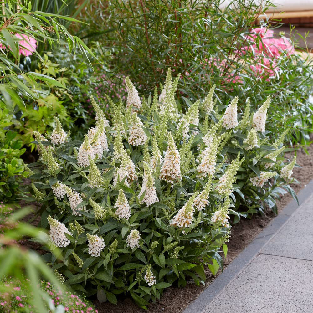 Thompson and Morgan Buddleia Butterfly Candy Little White Potted Plant 9cm Image 2