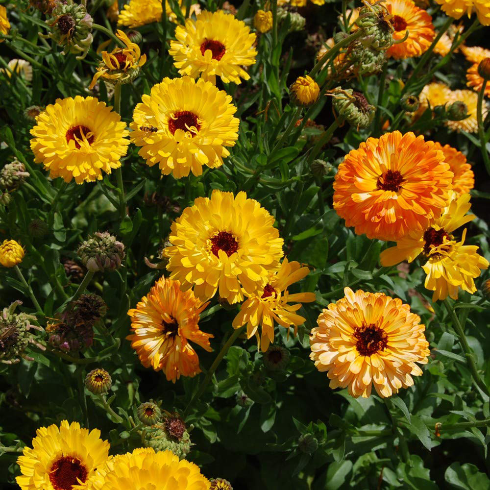 Thompson and Morgan Calendula Art Shades Mixed Seeds Image 2