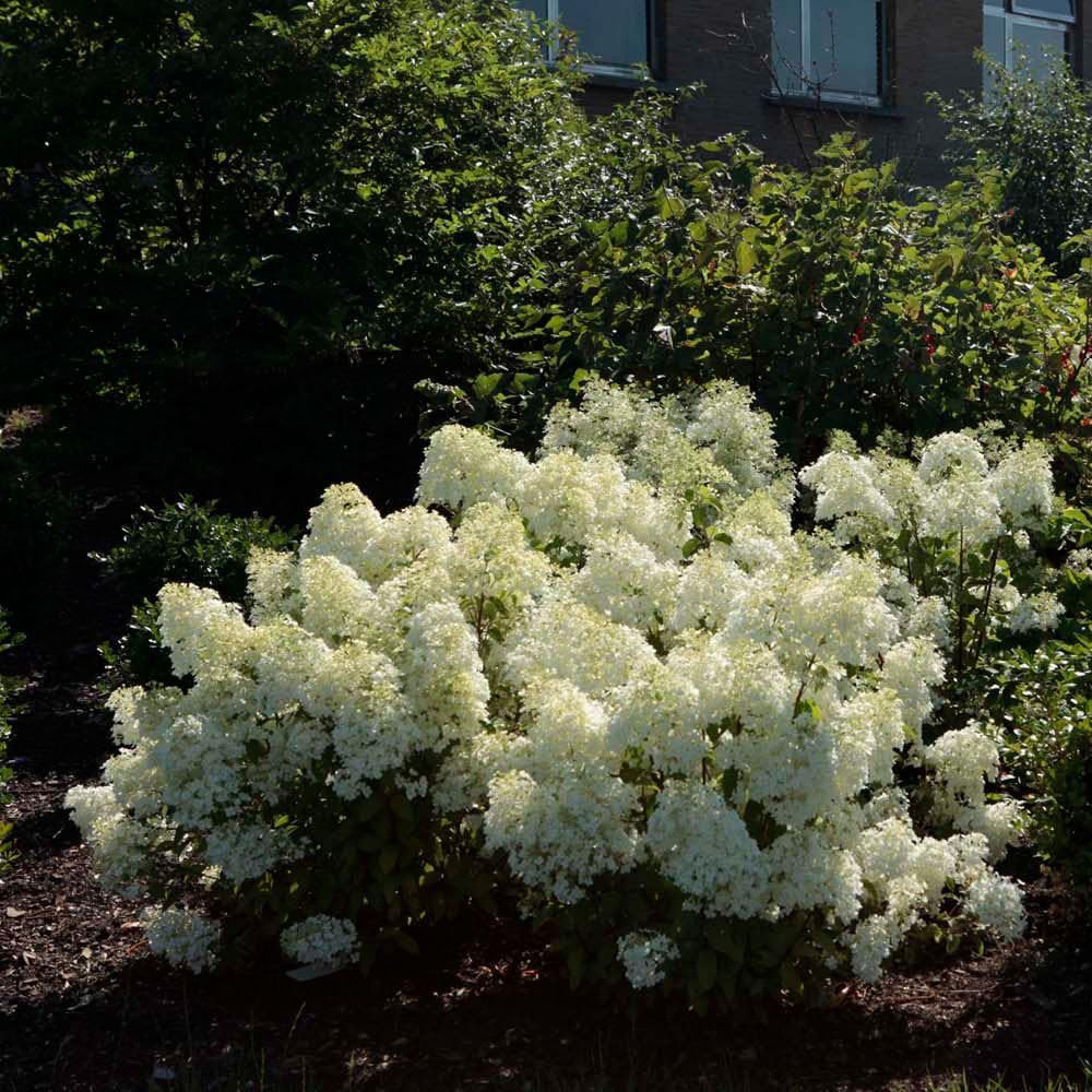 Thompson & Morgan Hydrangea Paniculata Bobo Plant Pot 25L 2 Pack Image 3
