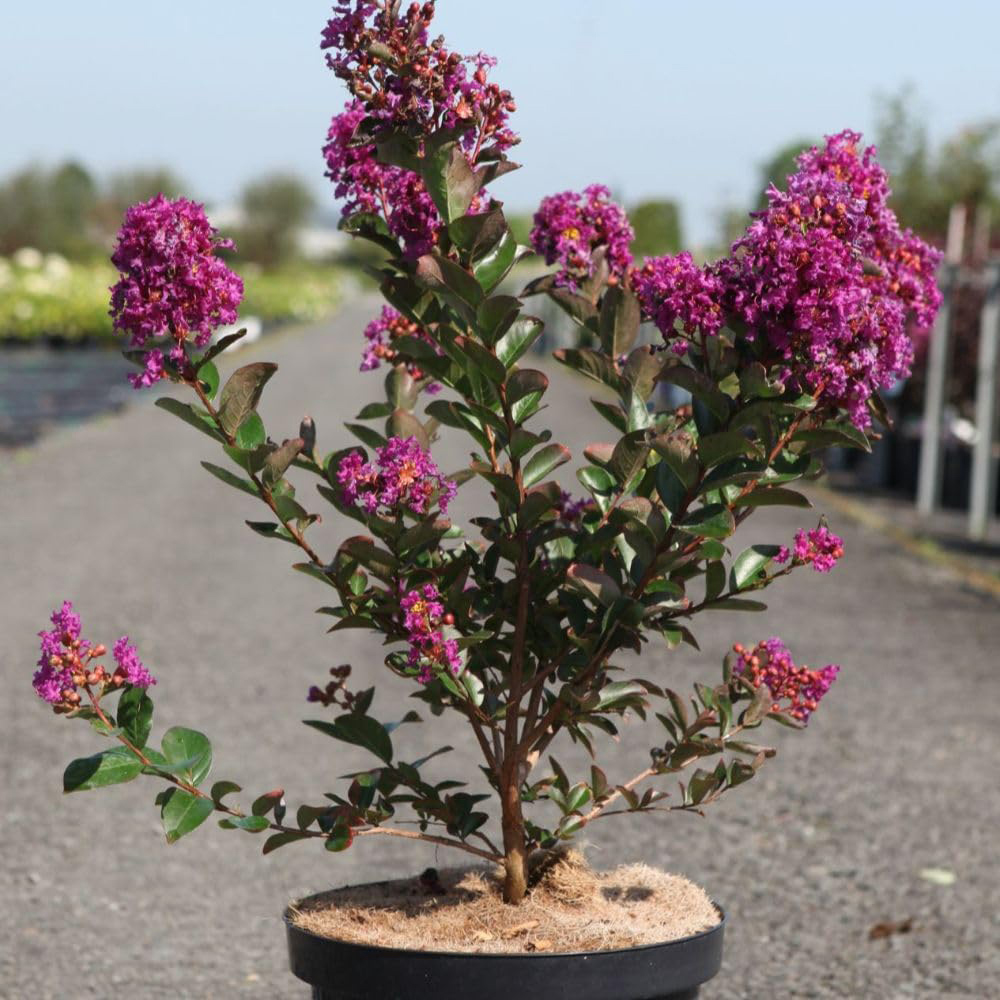 Thompson & Morgan Lagerstroemia Purple Star Plant Pot 7.5L Image 1
