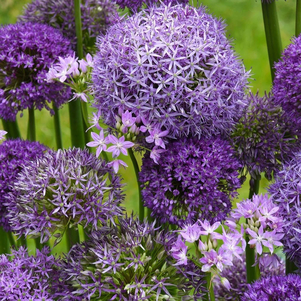Thompson and Morgan Allium Collection Mixed Planting Bulb 200 Pack Image 3