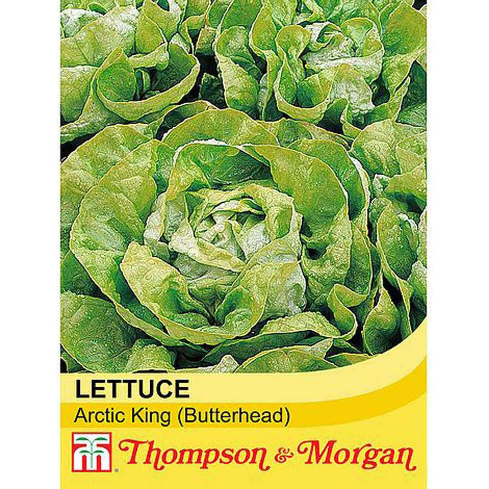 Thompson & Morgan Lettuce Butterhead Arctic King 500 Seeds Packet Image 2