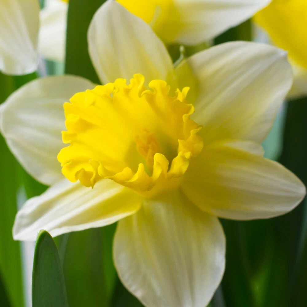 Thompson and Morgan Daffodil Topolino Autumn Planting Bulb 80 Pack Image 4