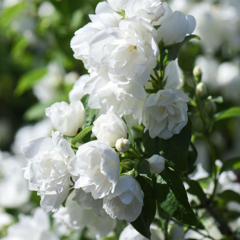 Thompson and Morgan Philadelphus Virginal Hedge Plant Image 3