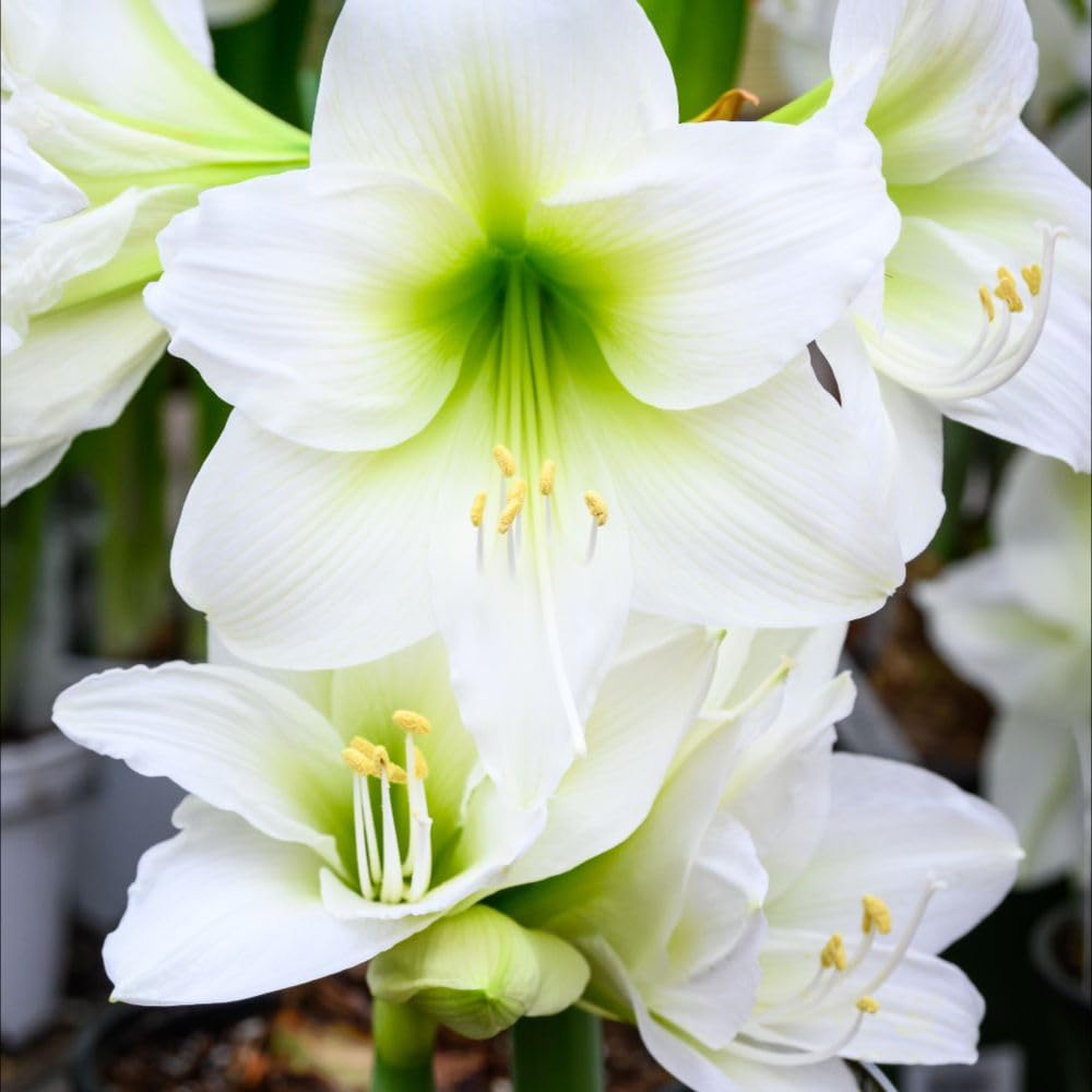Thompson and Morgan Amaryllis Mont Blanc Planting Bulb 2 Pack Image 1