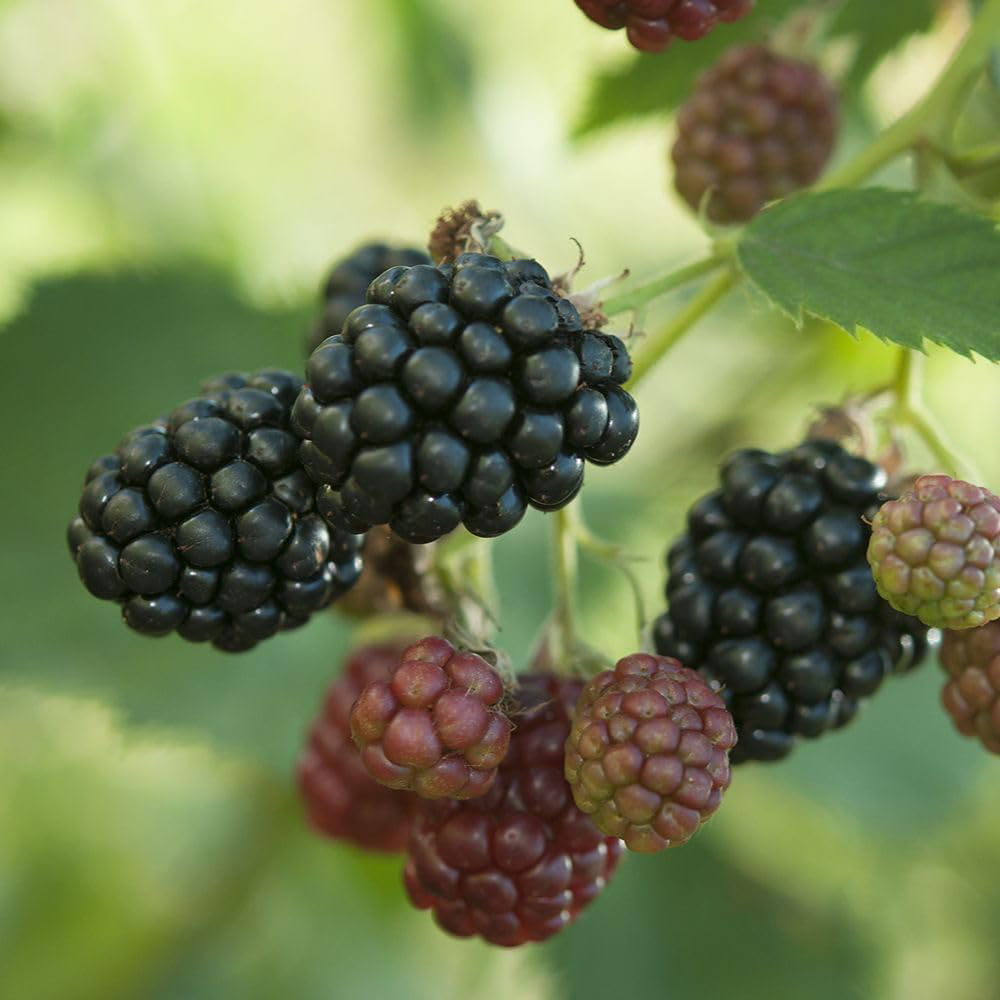 Thompson and Morgan Blackberry Rubus Thornless Evergreen Plant Pot 2L 2 Pack Image 2