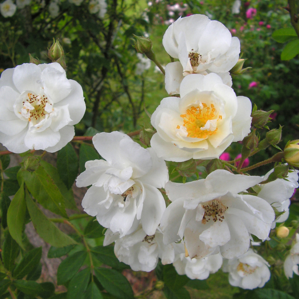 Rumbling Rector Róza YouGarden Rambling Rector Bare Root Rose 2 Pack | Wilko