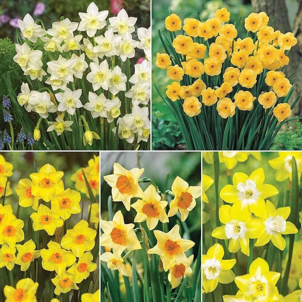 Thompson and Morgan Daffodil Super Scented Jonquilla Collection Spring Planting Bulb 80 Pack Image 1