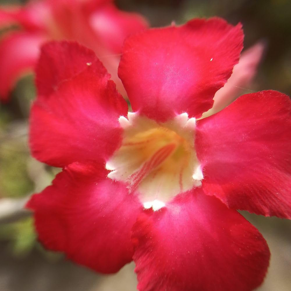 Thompson and Morgan Adenium Obesum Red Desert Rose Plant Pot 10.5cm Image 1