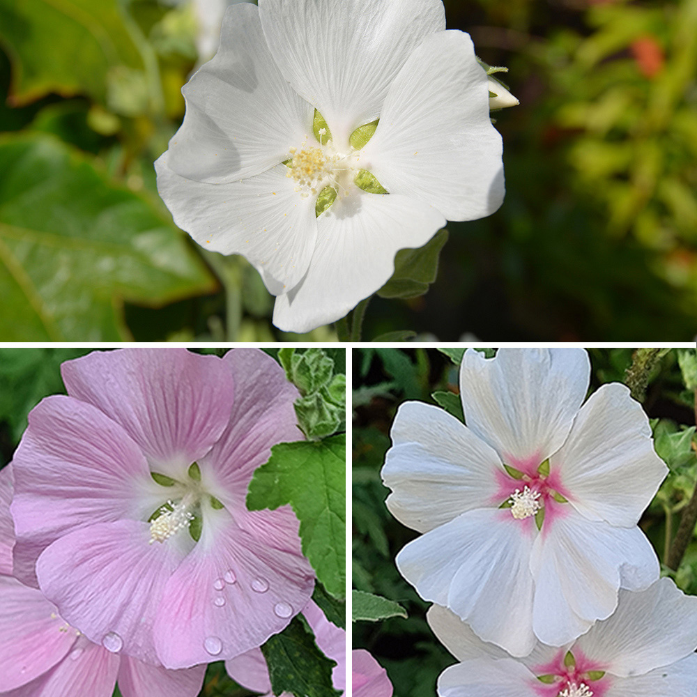 YouGarden Lavatera Marshmallow Collection 3 Pack Image 1