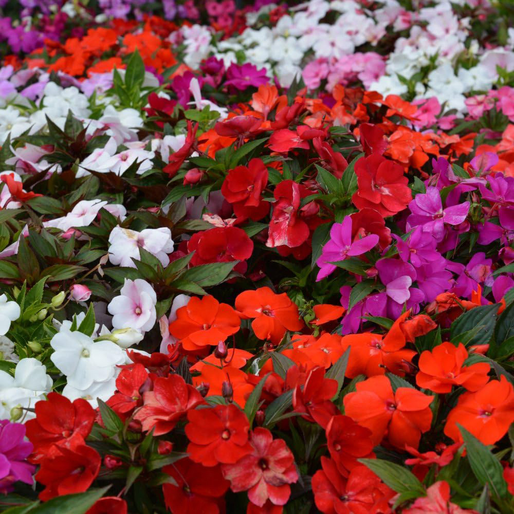 Thompson and Morgan Bedding Collection Garden Ready Plants 120 Pack Image 3