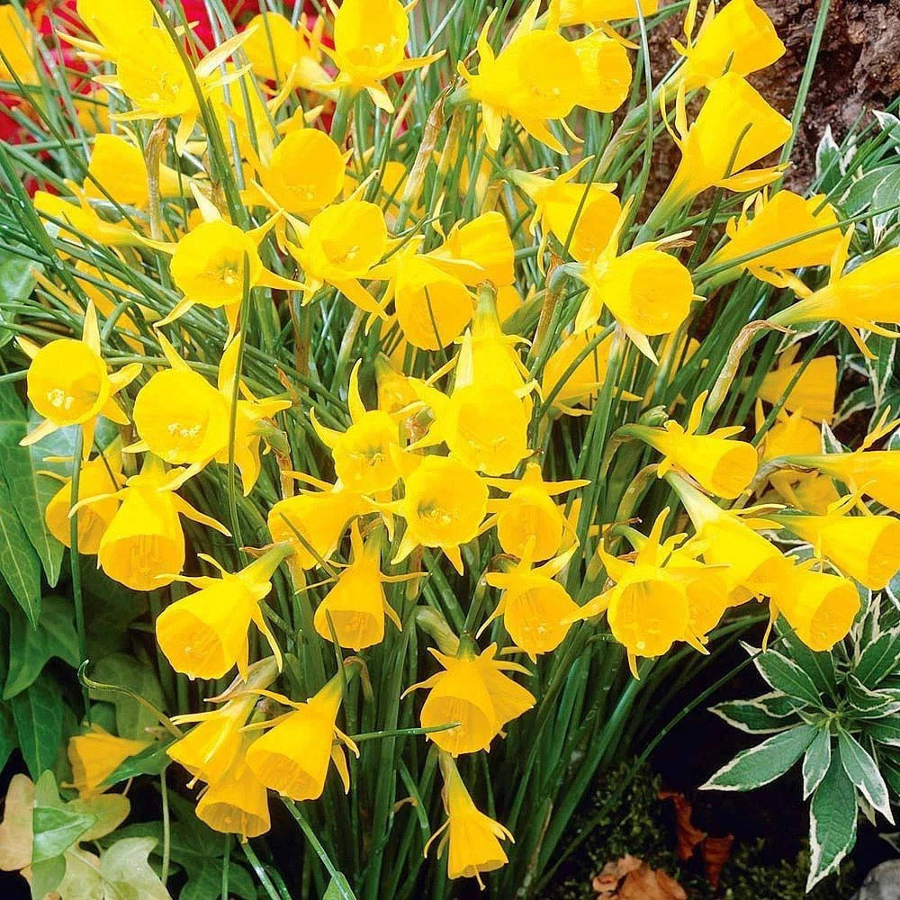 Thompson and Morgan Daffodil Golden Bells Planting Bulb 16 Pack Image 2