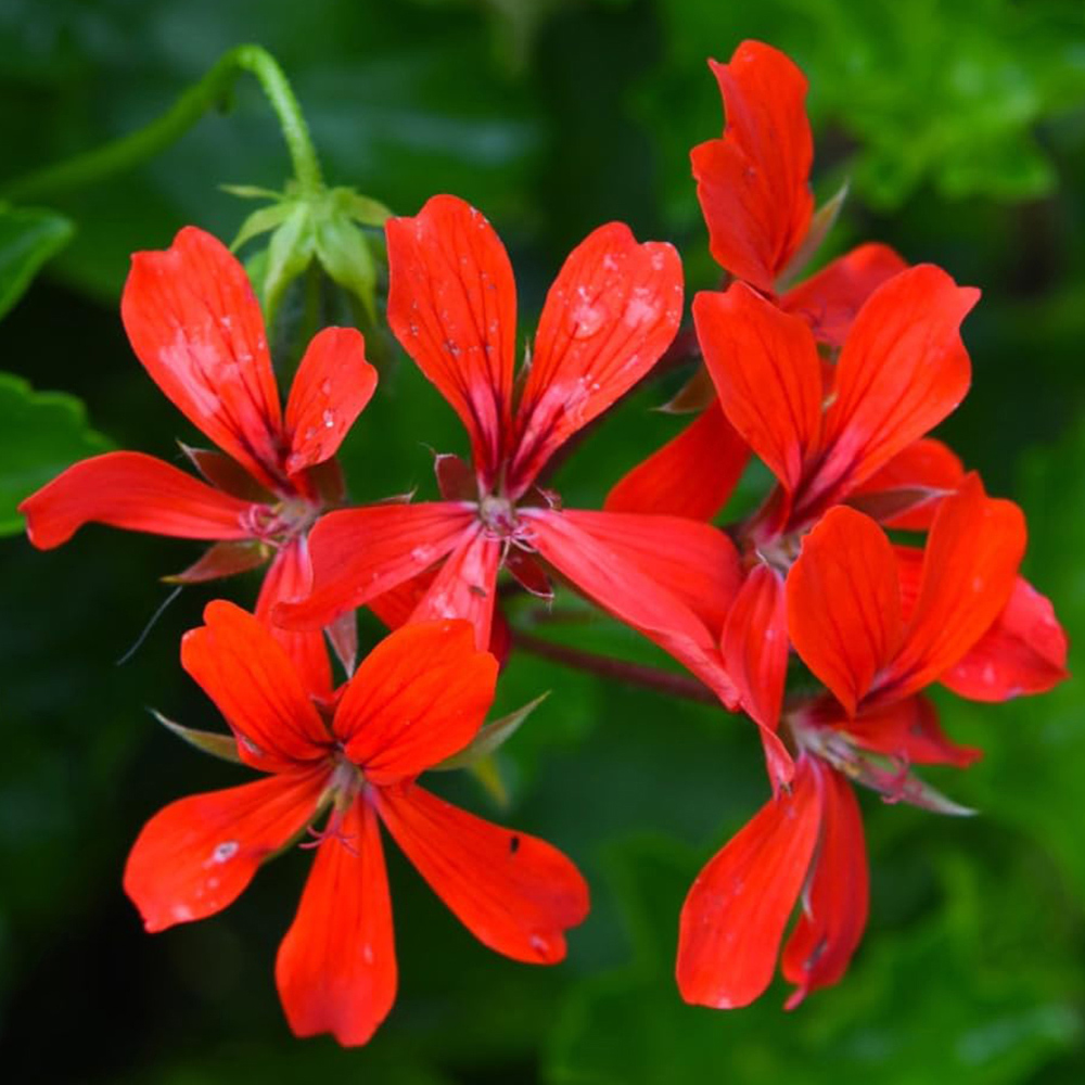 Thompson and Morgan Geranium Peltatum Red Plant Pot 10.5cm 2 Pack Image 1