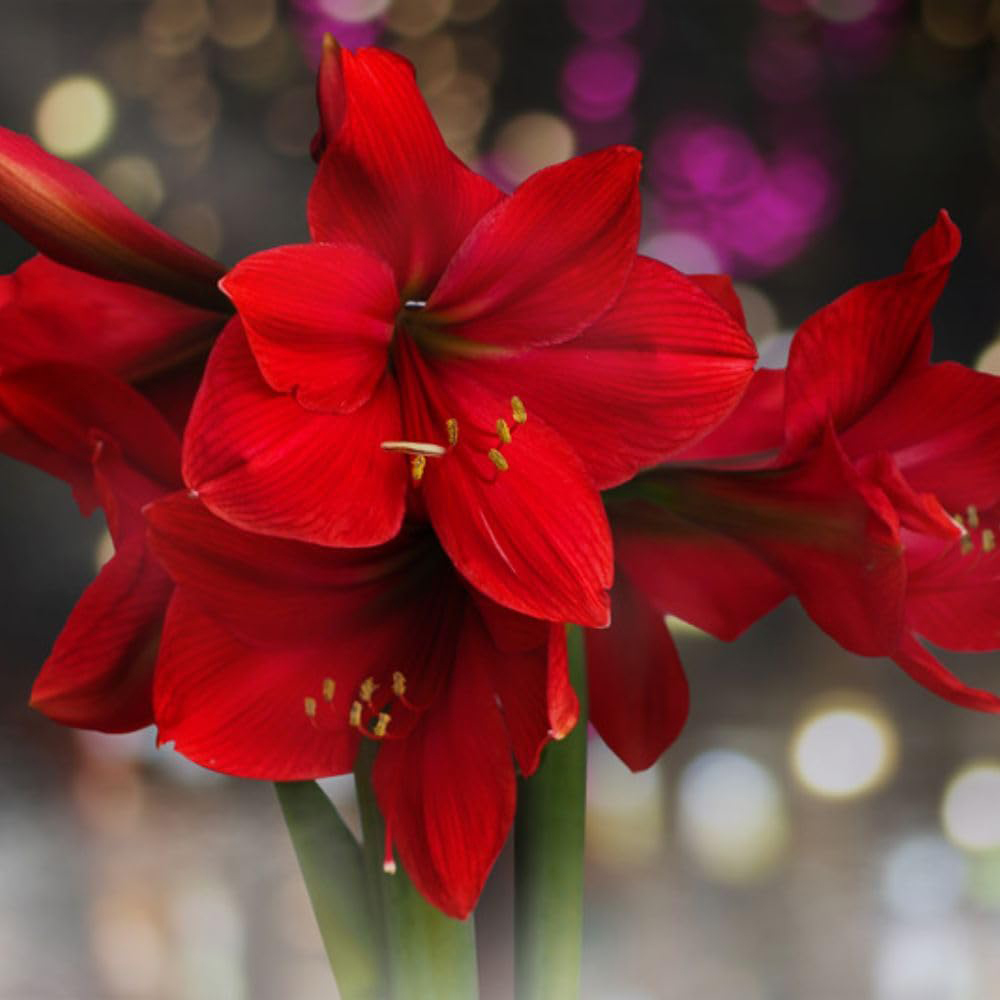 Thompson and Morgan Christmas Gift Red Amaryllis Bulb in Red Globe 2 Pack Image 4