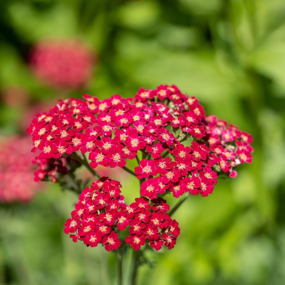 Thompson and Morgan Achillea Millefolium Cerise Queen Plant Pot 9cm Image 3